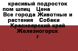 красивый подросток пом шпиц › Цена ­ 30 000 - Все города Животные и растения » Собаки   . Красноярский край,Железногорск г.